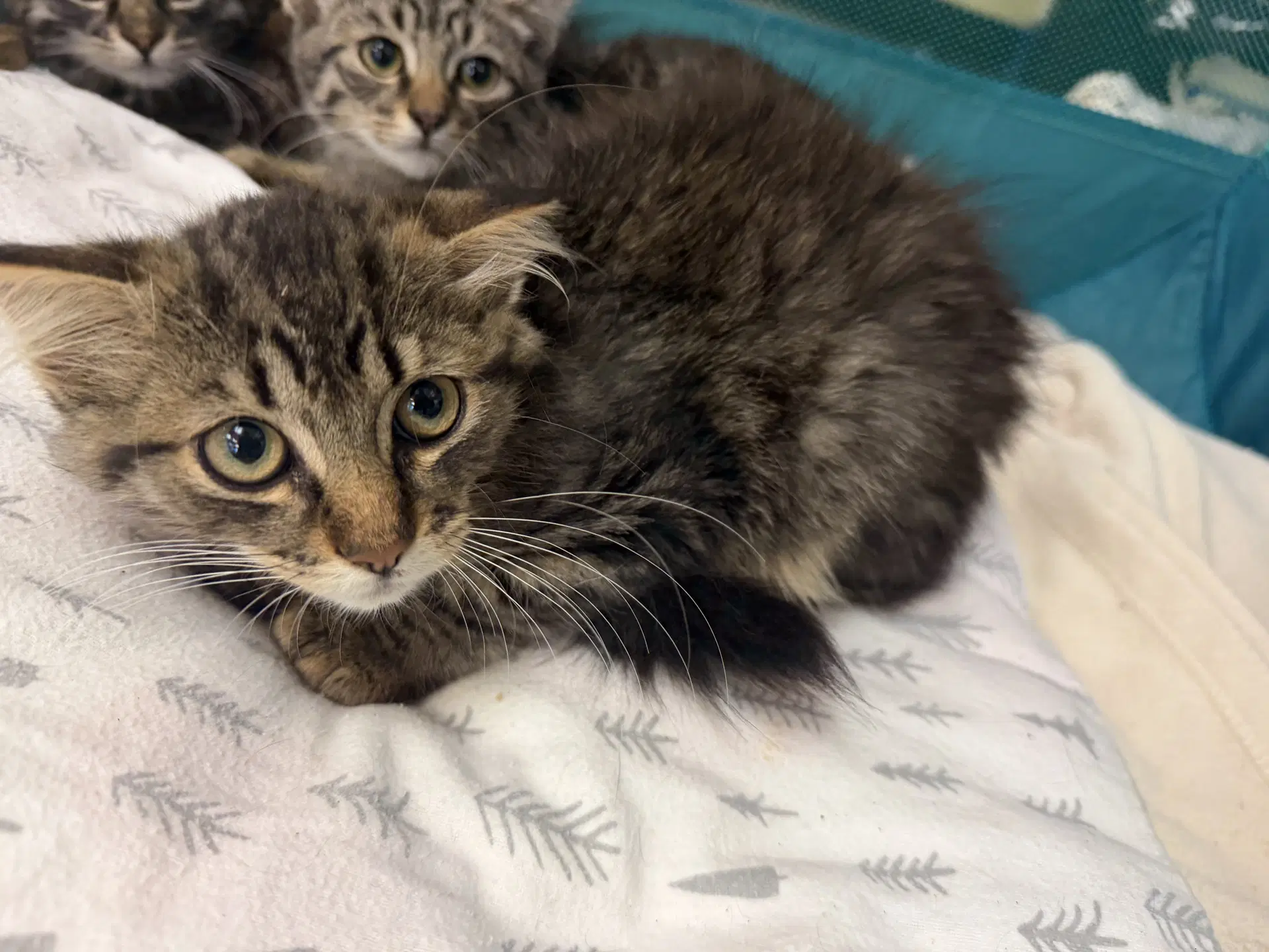 Fawn - Domestic Long Hair