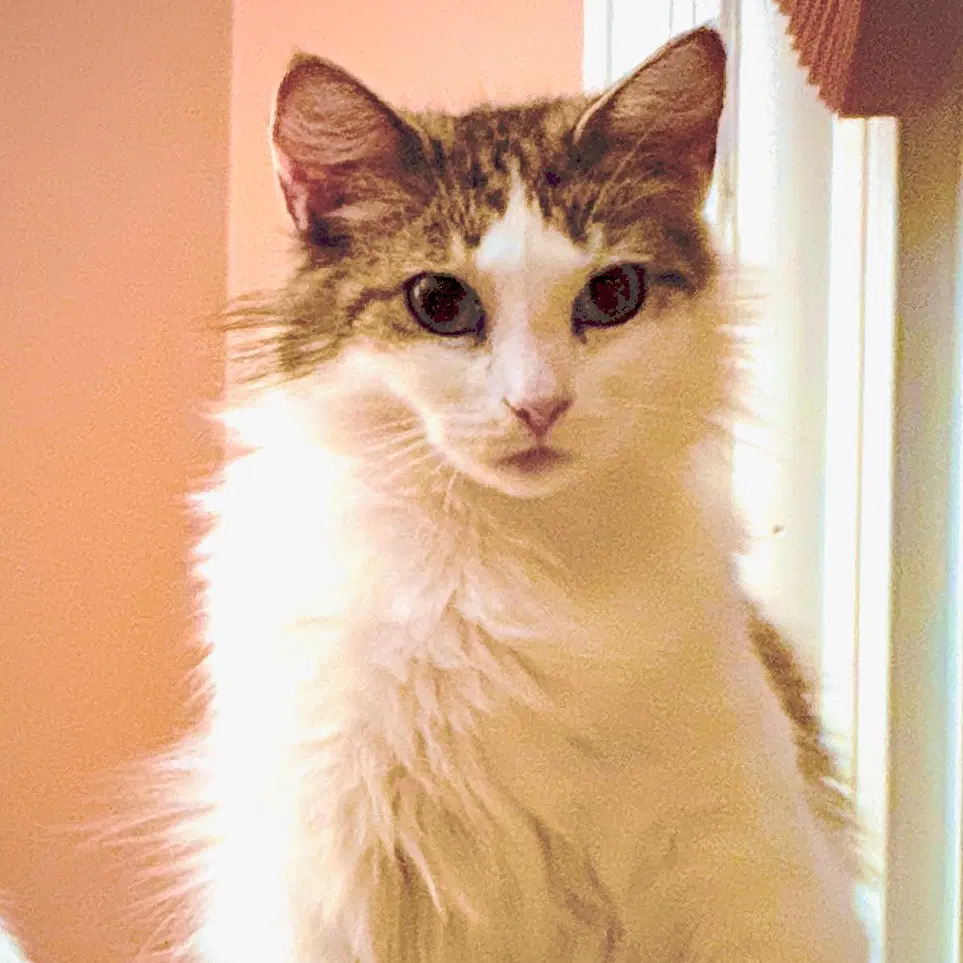 Martha - Domestic Medium Hair