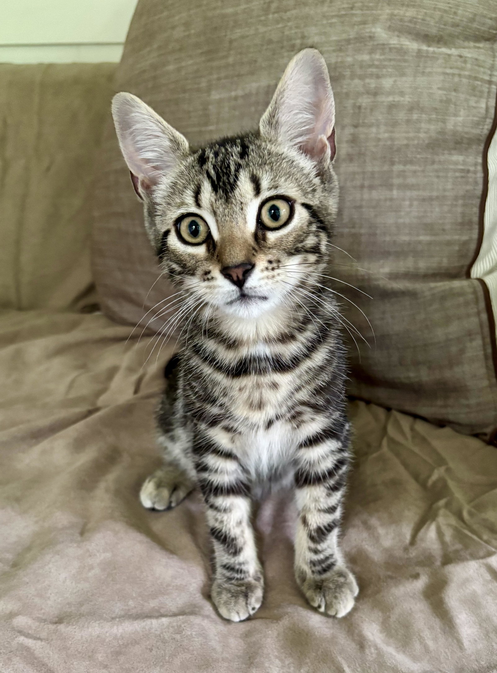 Cal, cat