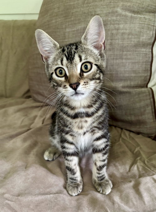 Cal, a cat for adoption from Animalkind Inc.