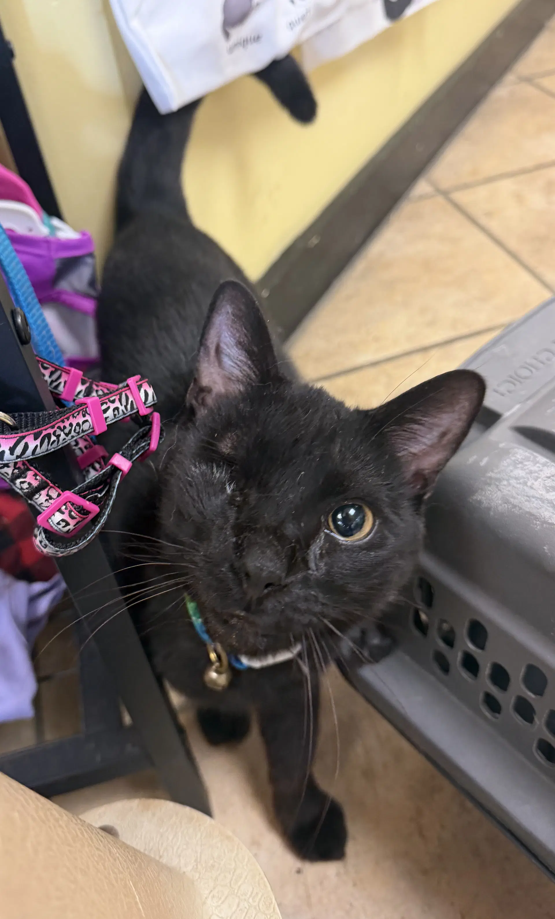 Marty Very Nice - American Shorthair