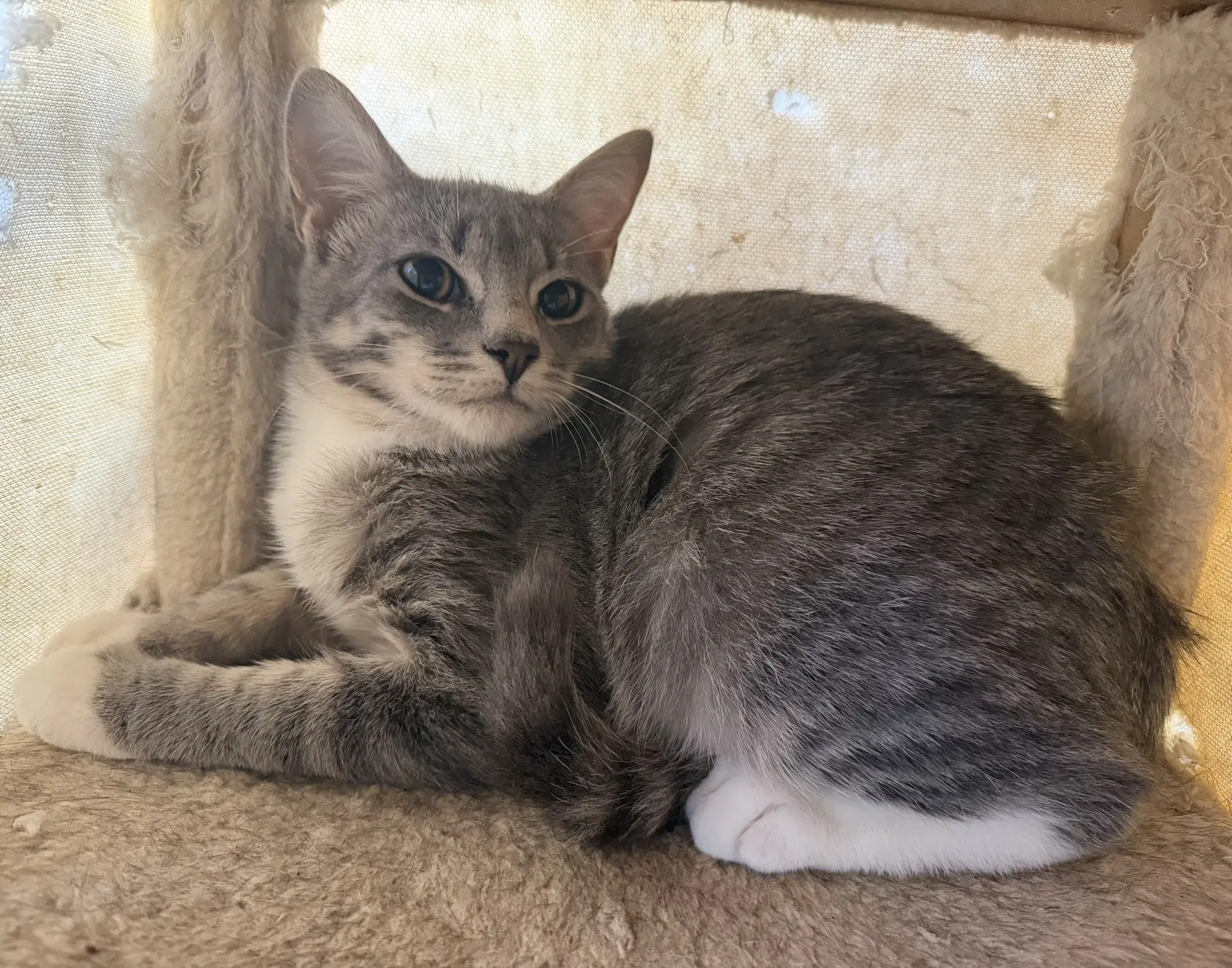 Knox - Domestic Short Hair