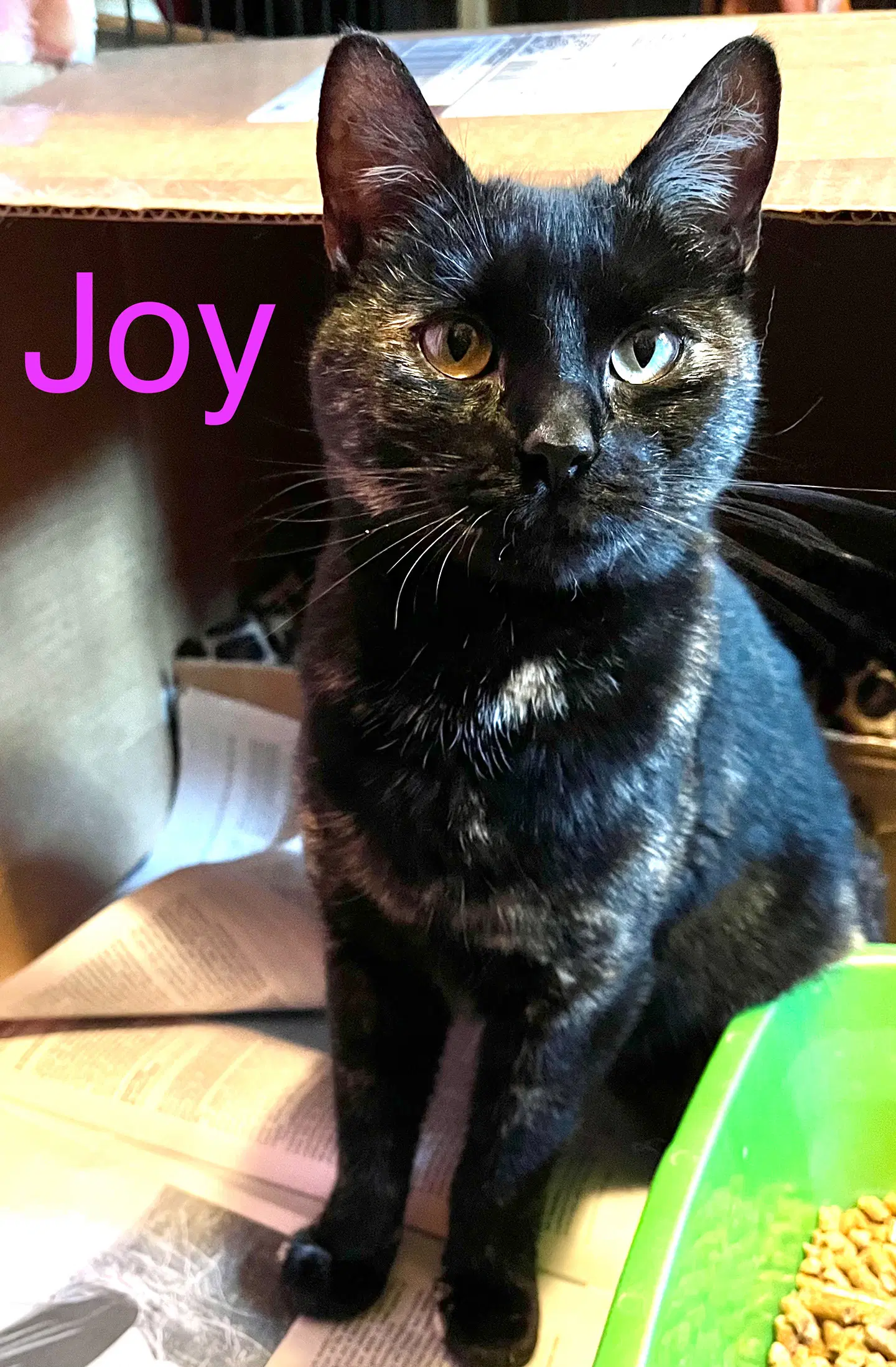 Joy image 1