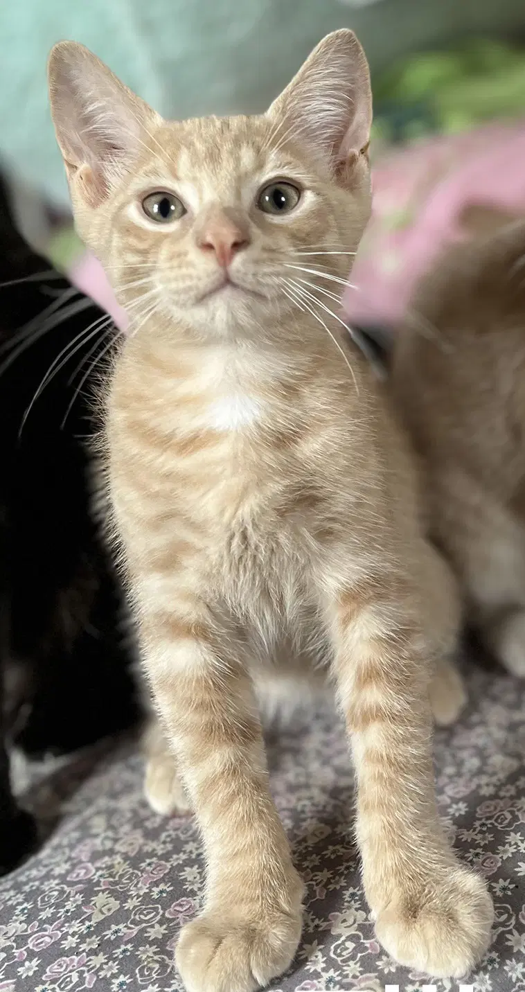 Elliot  Simon - Domestic Short Hair