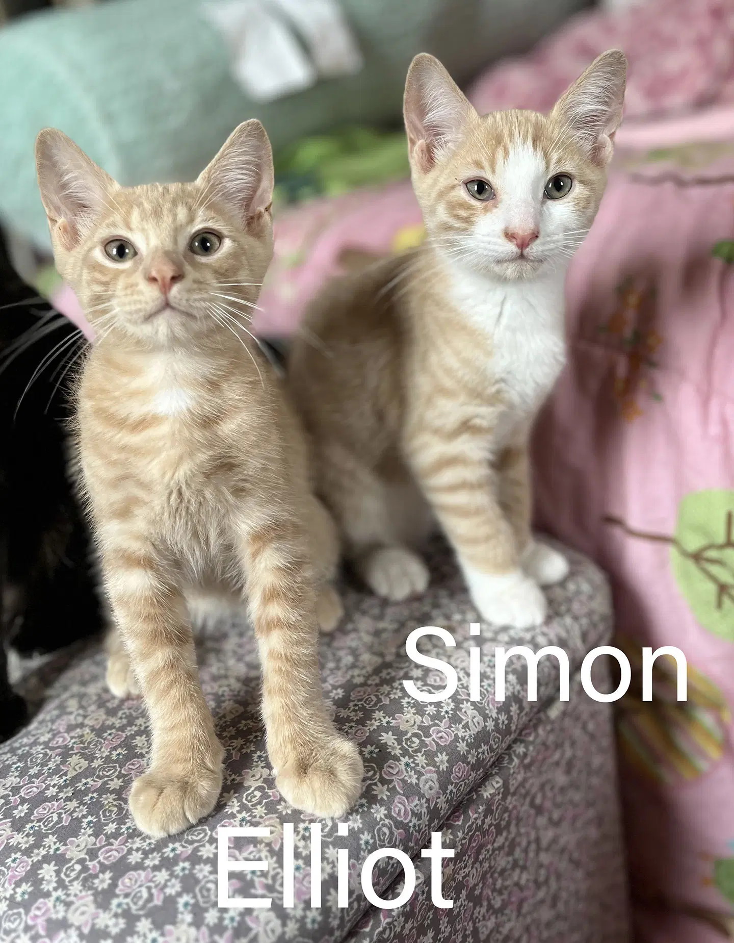 Elliot  Simon image 2