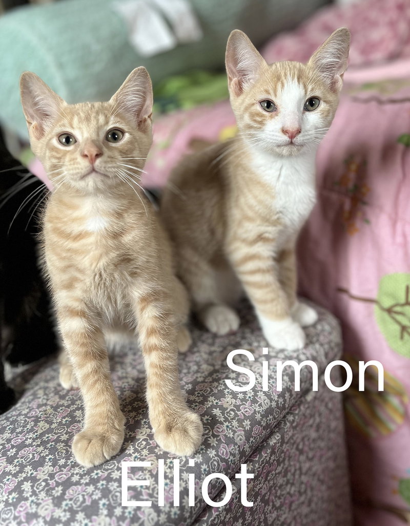Elliot & Simon, photo 2