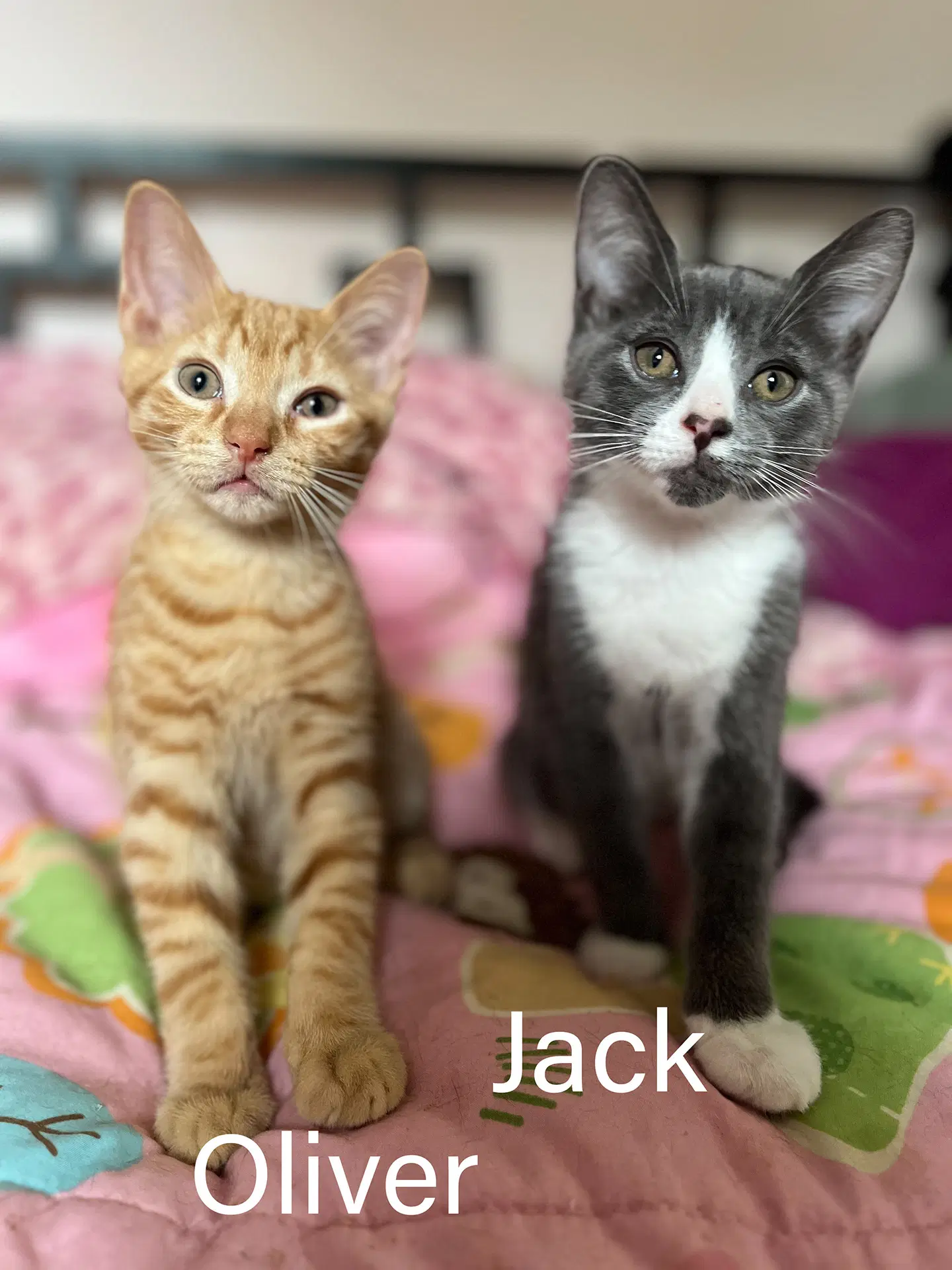 Oliver  Jack - Domestic Short Hair