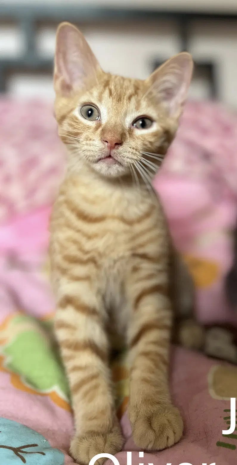 Oliver  Jack image 2