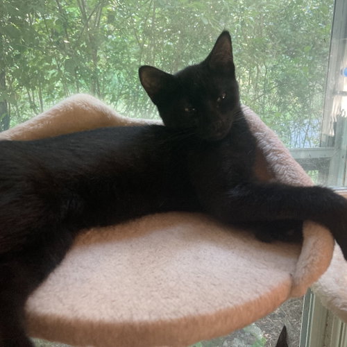 Mila, a cat for adoption from Animalkind Inc.