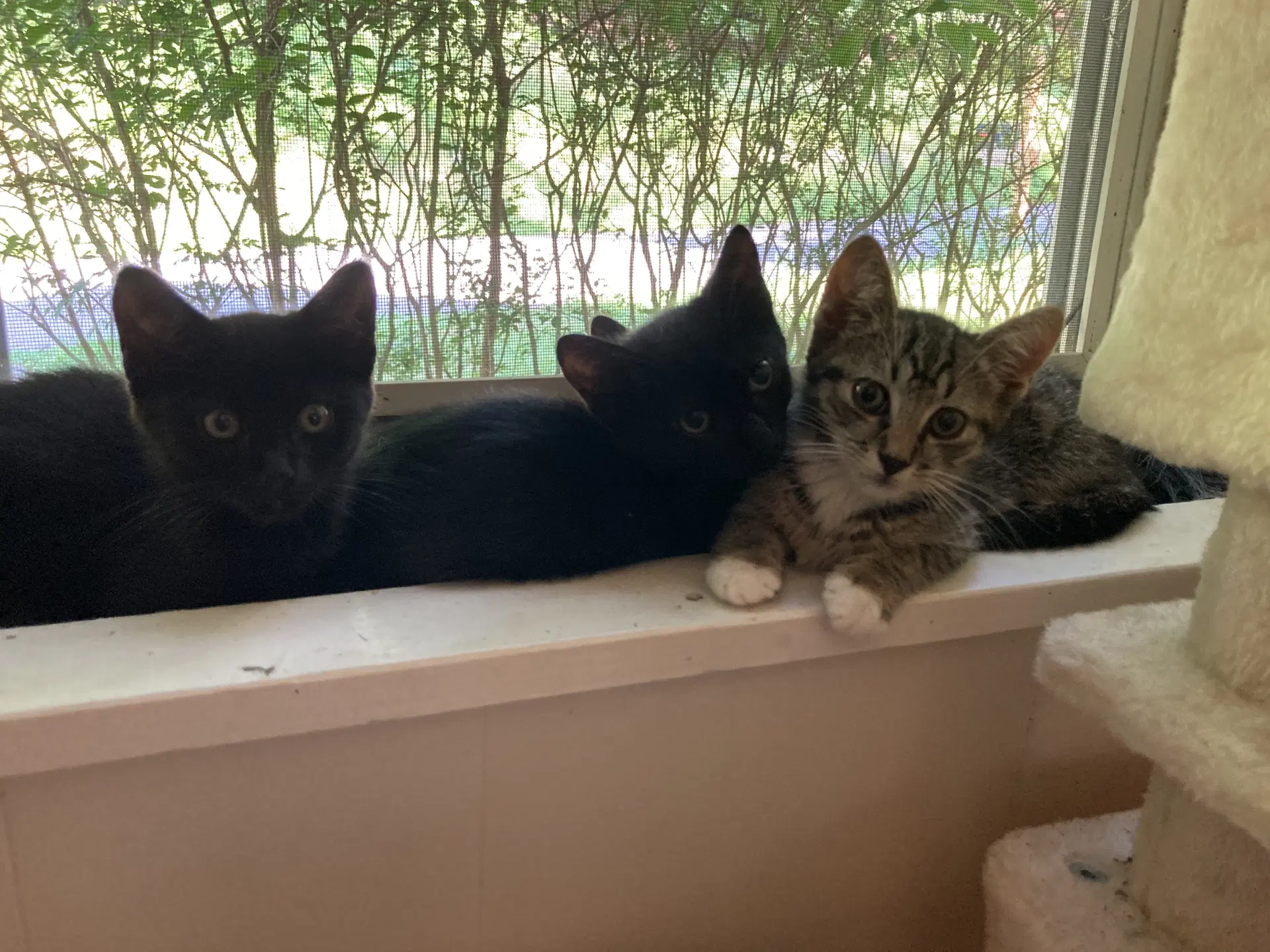 Jj - Domestic Short Hair