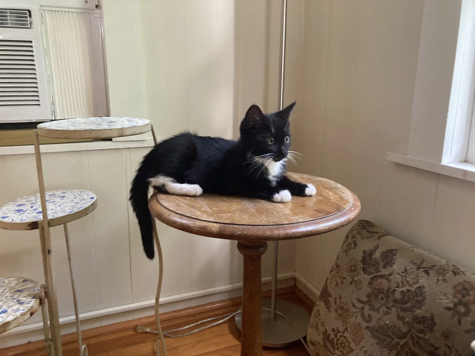Cocomelon - Domestic Short Hair