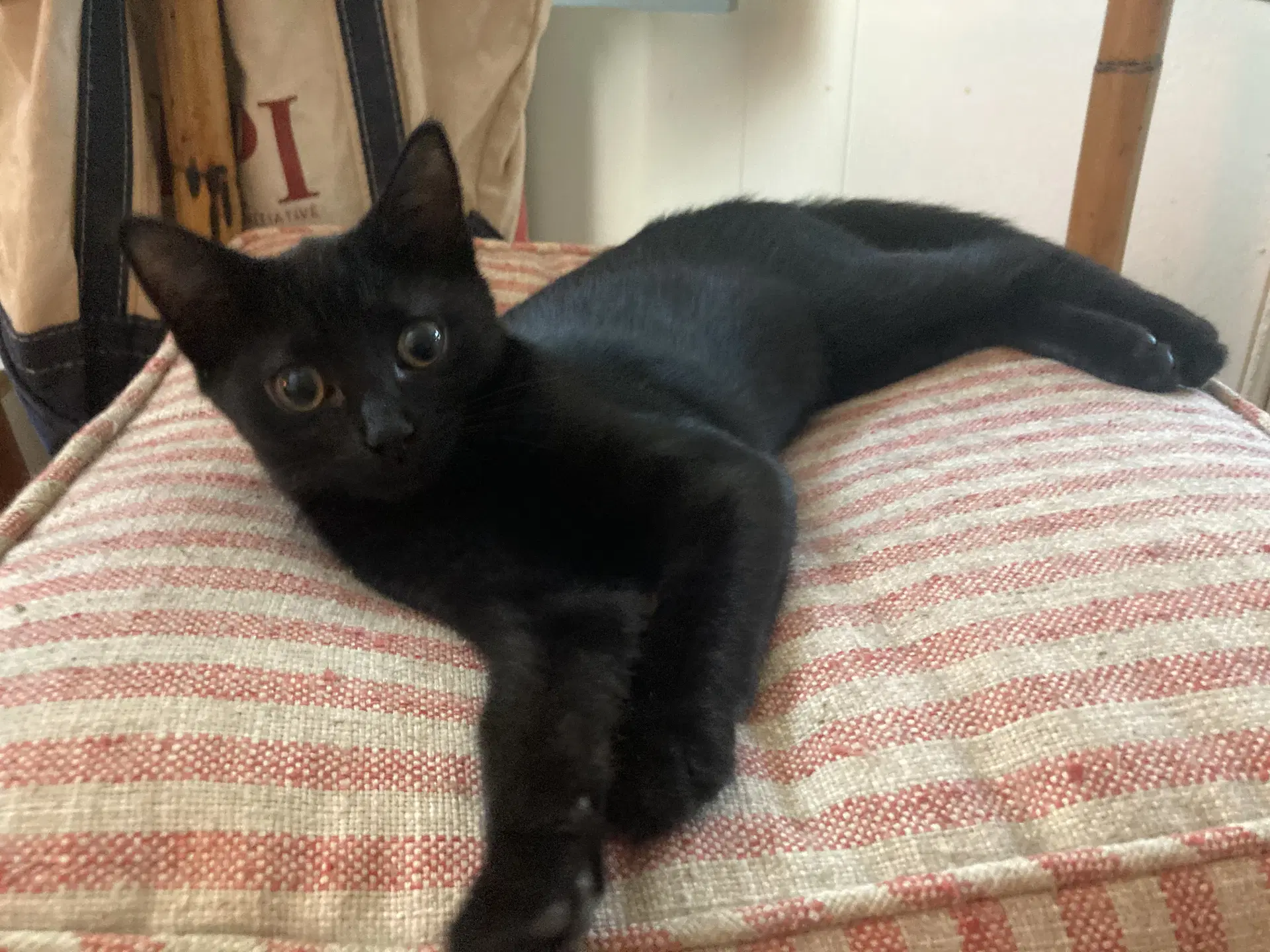 Reese - Domestic Short Hair