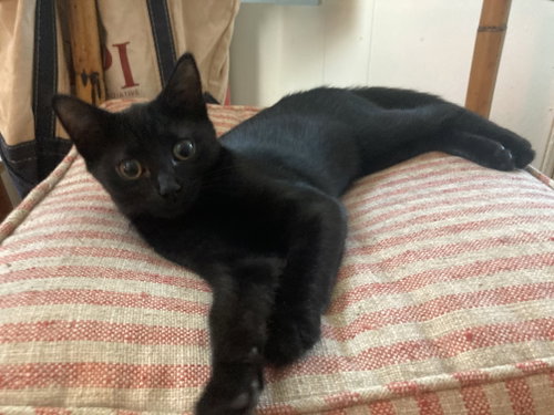 Reese, a cat for adoption from Animalkind Inc.