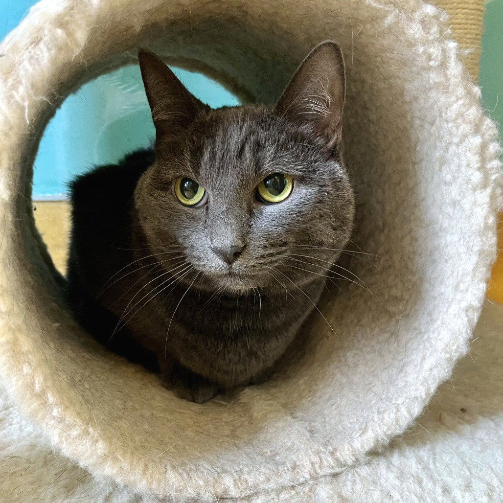 Paisley, cat