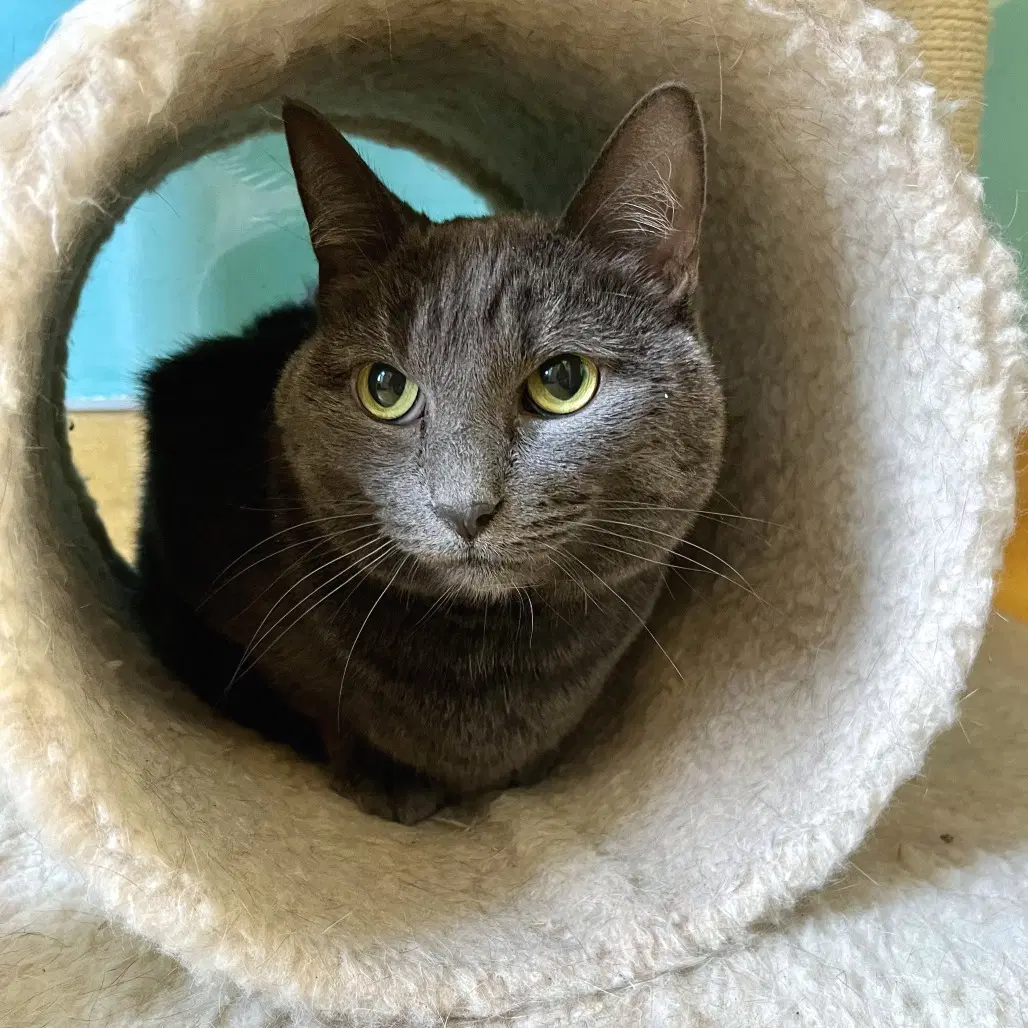 Paisley - Domestic Short Hair