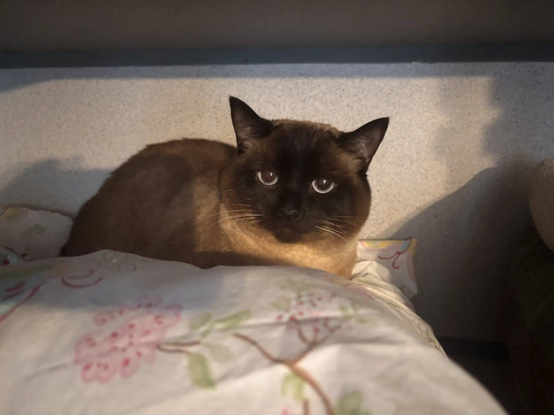 Nana  Sagal - Domestic Short Hair