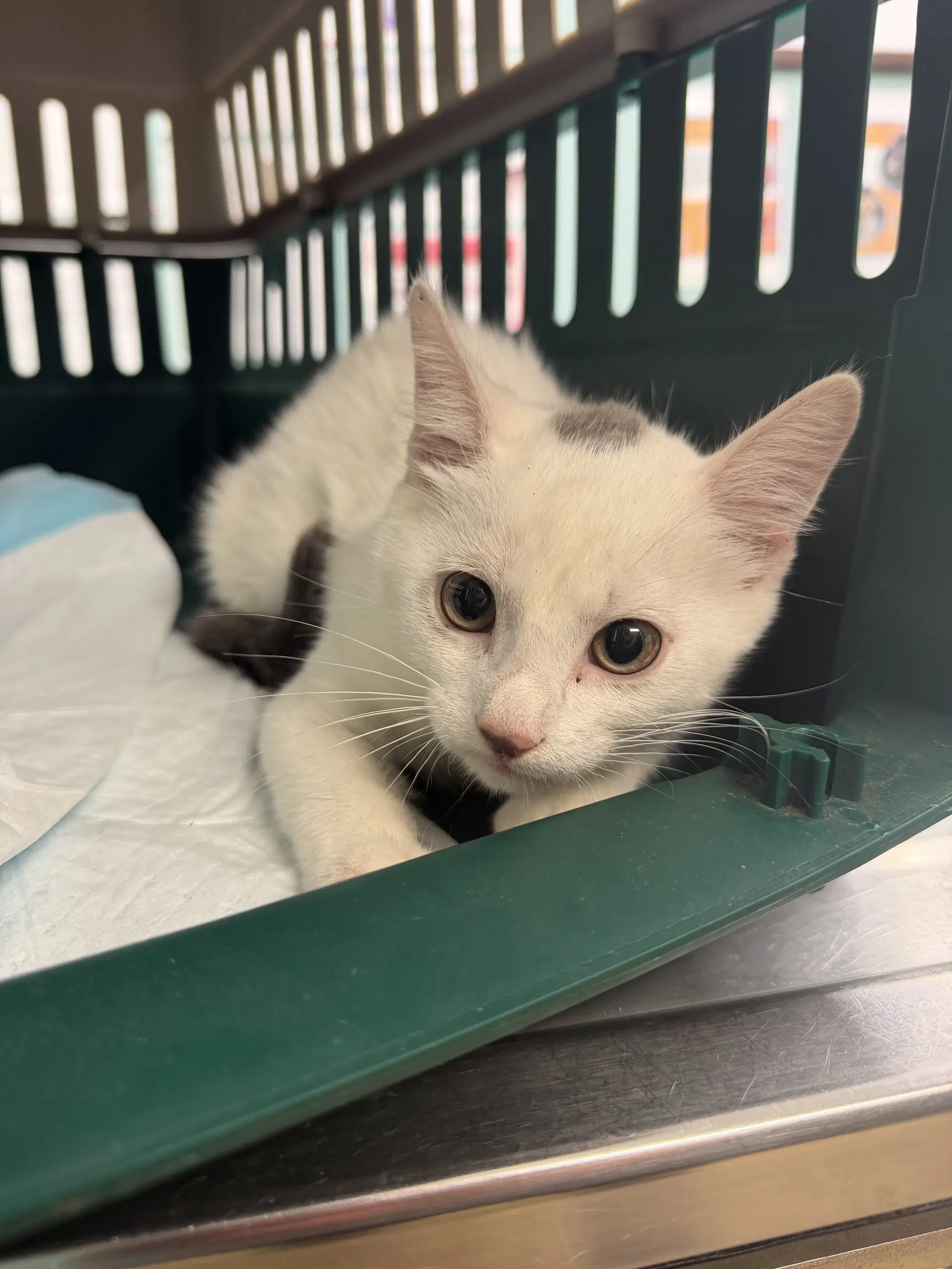 Eminem - Domestic Short Hair