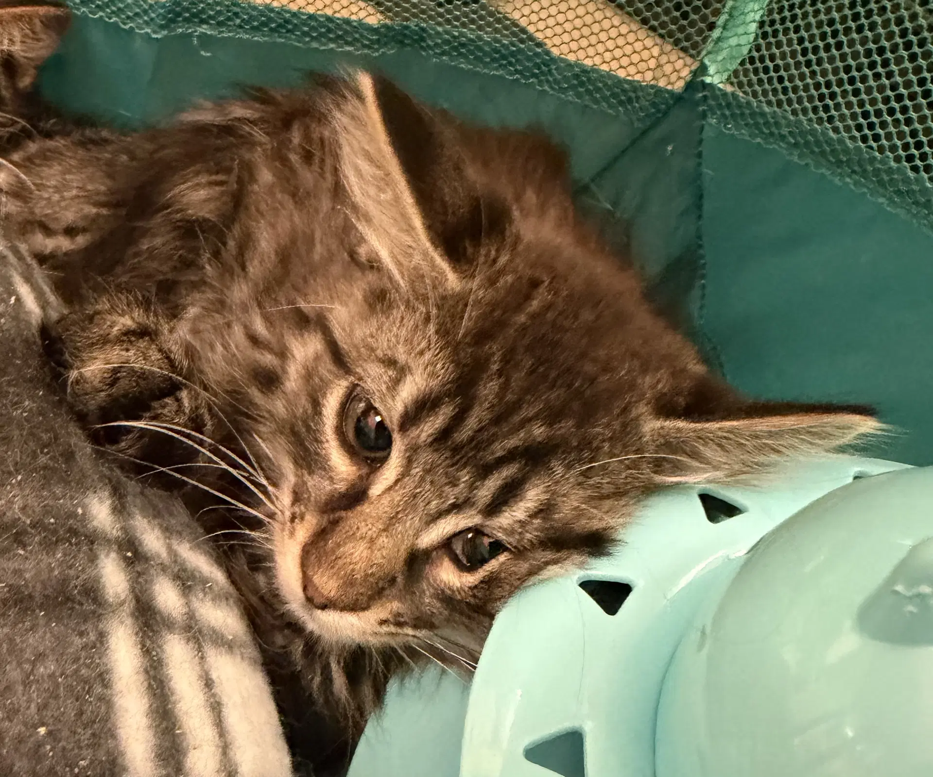 Bear - Domestic Medium Hair