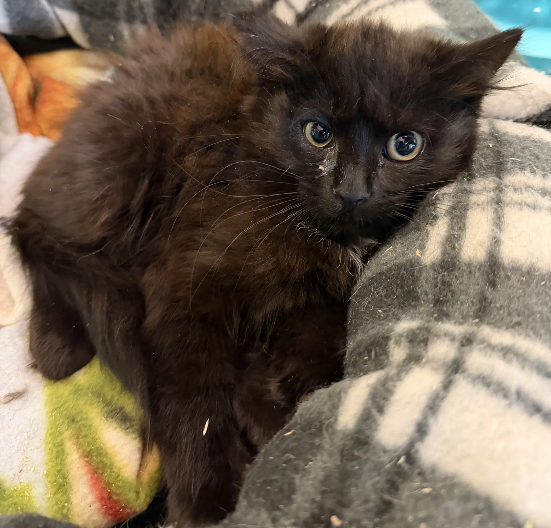 Lemur - Domestic Long Hair