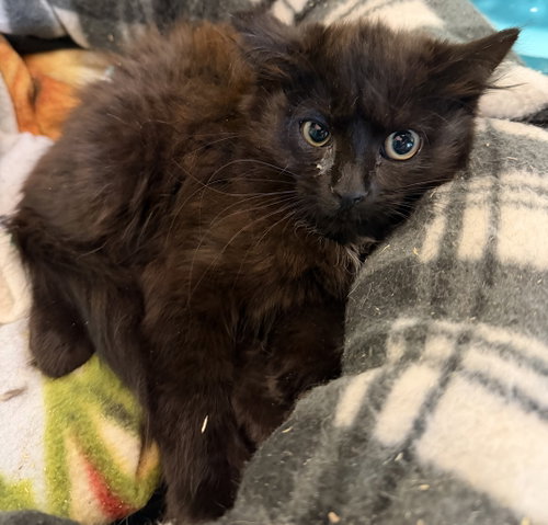 Lemur, a cat for adoption from Animalkind Inc.