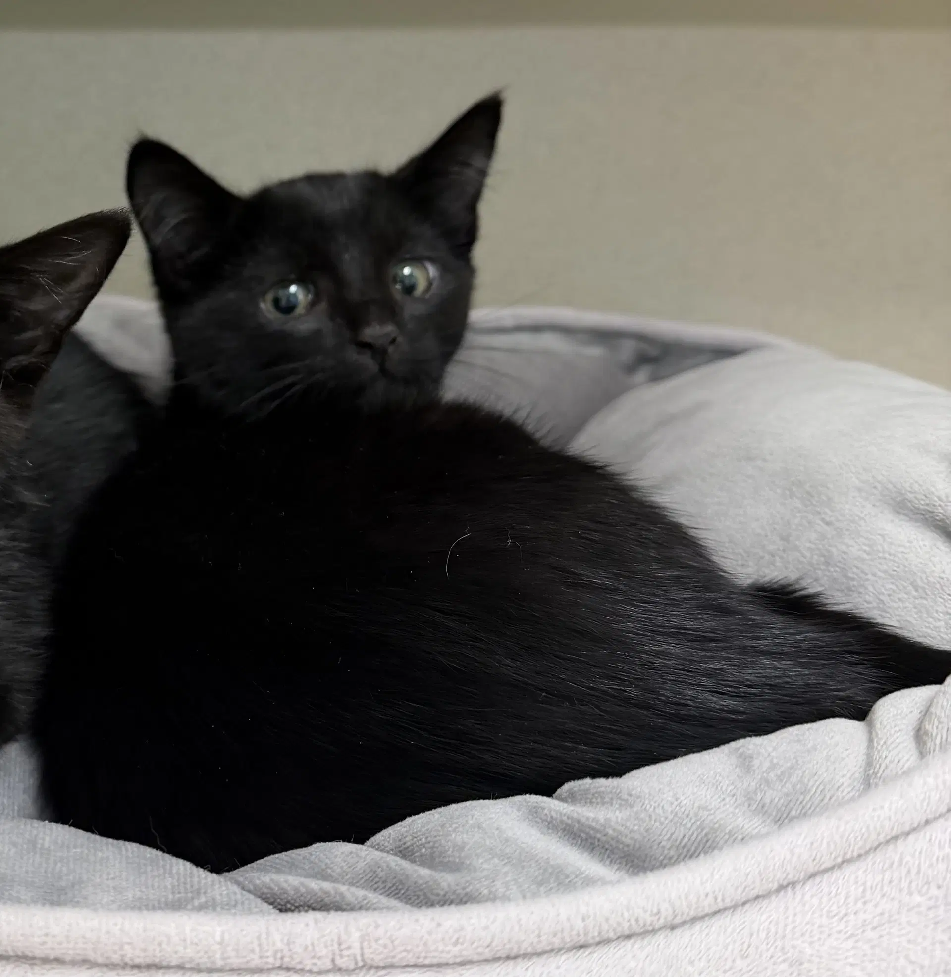 Stefon - Domestic Short Hair