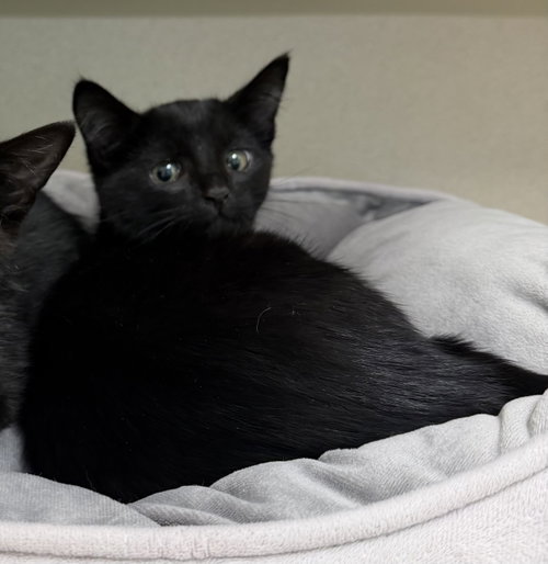 Stefon, a cat for adoption from Animalkind Inc.