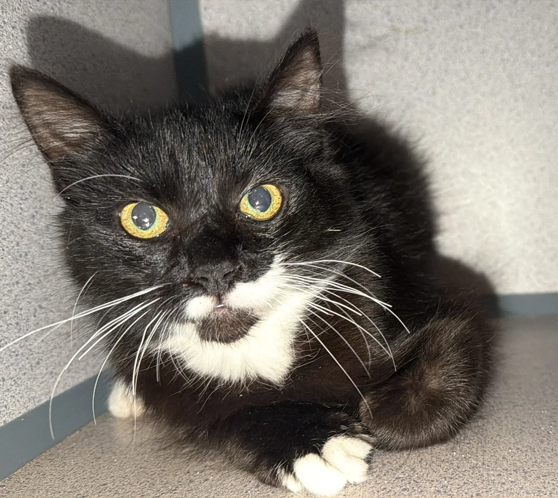 Angela - Domestic Short Hair