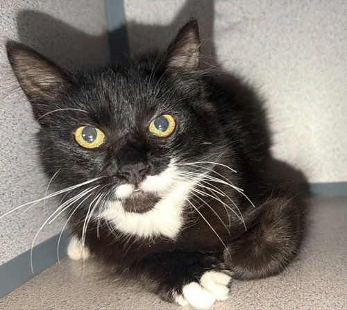 Angela, a cat for adoption from Animalkind Inc.