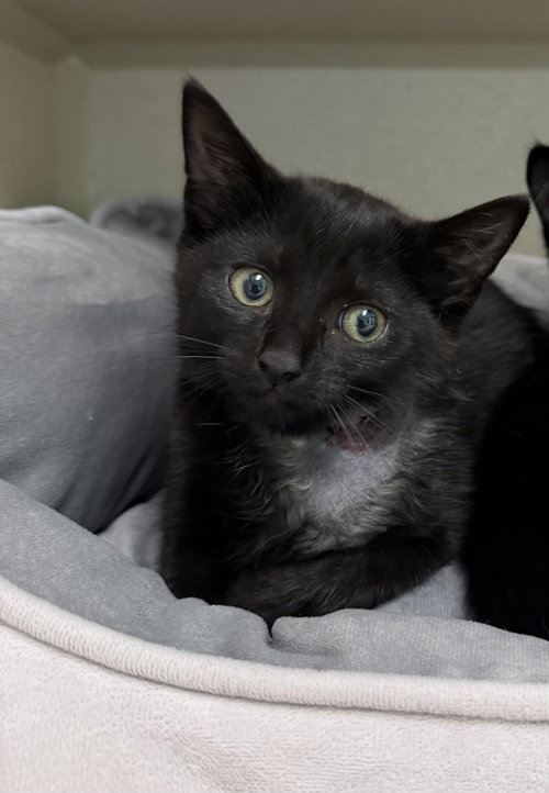 Cardi B, a cat for adoption from Animalkind Inc.