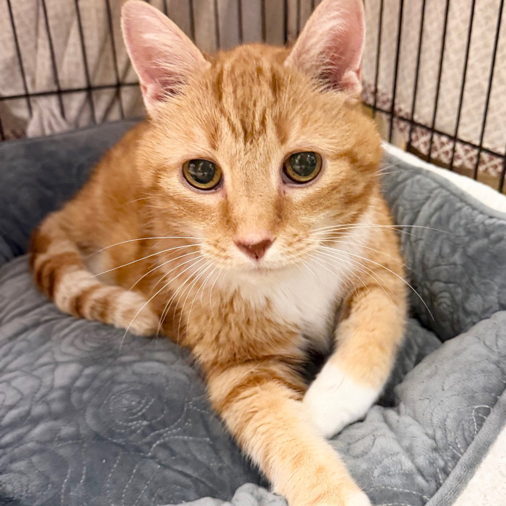 Captain Carrot, cat