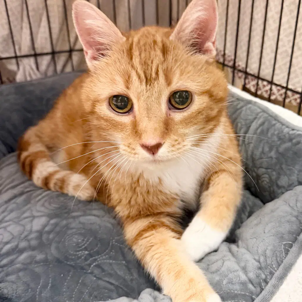 Captain Carrot - Domestic Short Hair