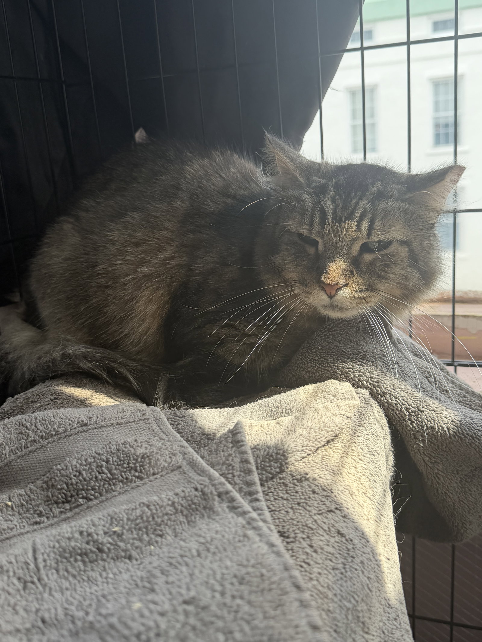 Jon Bon Jovi, cat — photo 1 of 1
