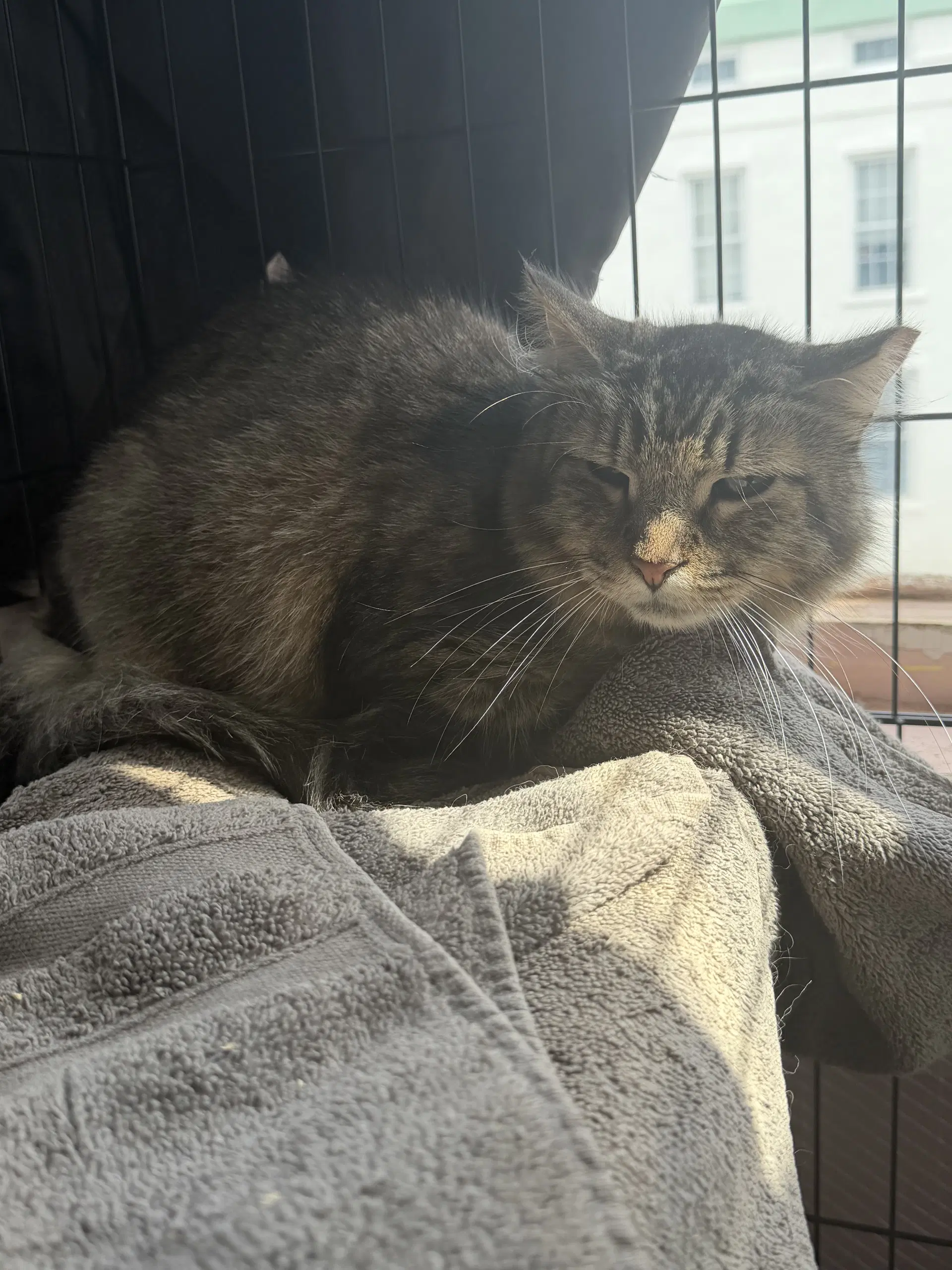 Jon Bon Jovi - Domestic Medium Hair