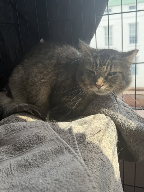 Jon Bon Jovi, a cat for adoption from Animalkind Inc.