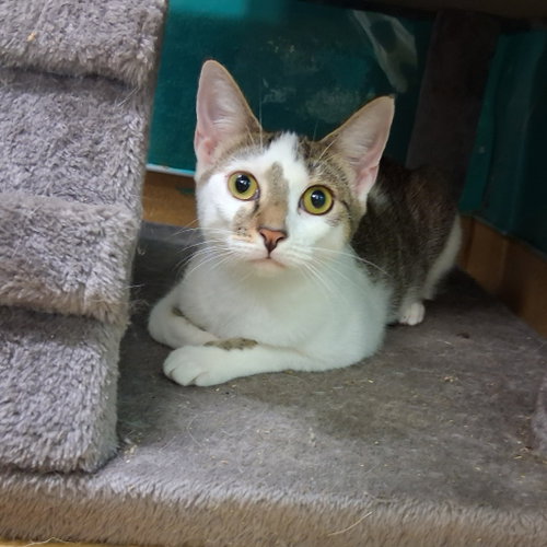 Daria, a cat for adoption from Animalkind Inc.