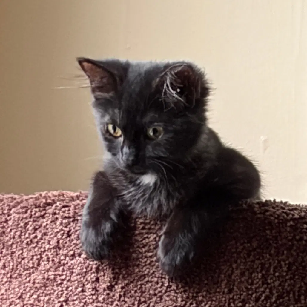 Orion - Domestic Medium Hair