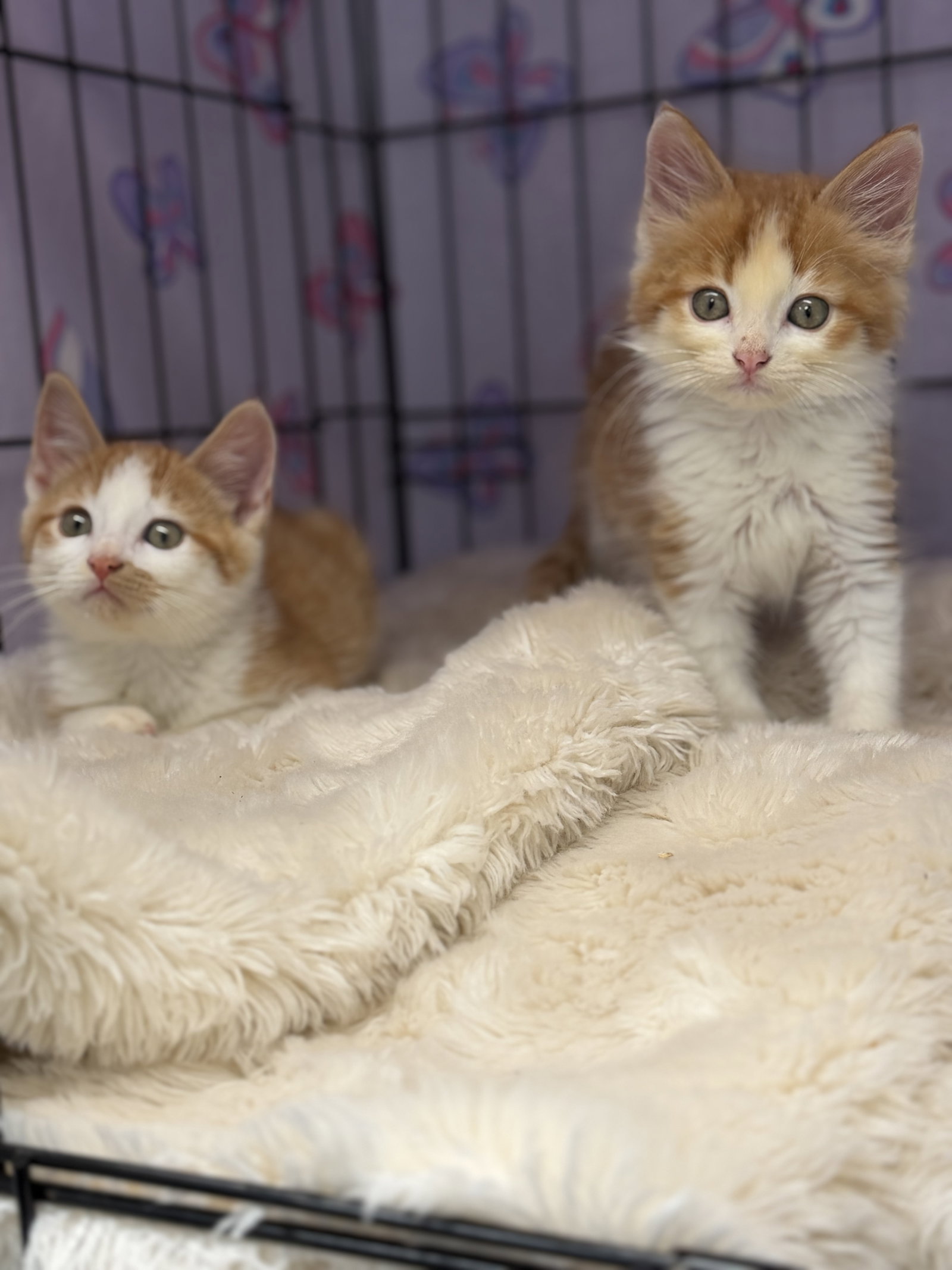 Payne & Panic-Bonded Pair, cat — photo 1 of 3