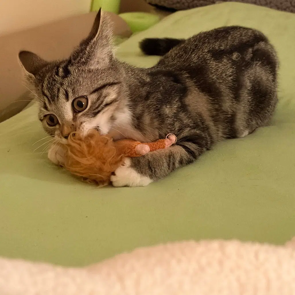 Bagheera - Domestic Short Hair