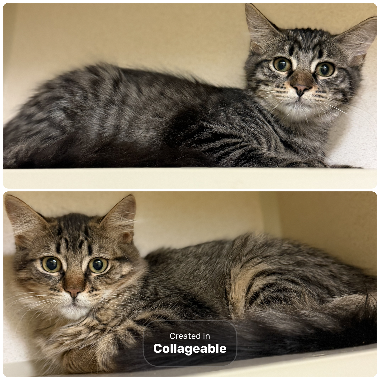 Bear & Fawn-Bonded Pair, Domestic Medium Hair