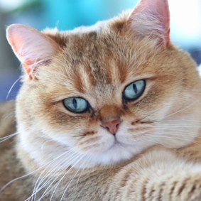 Bailey, Scottish Fold