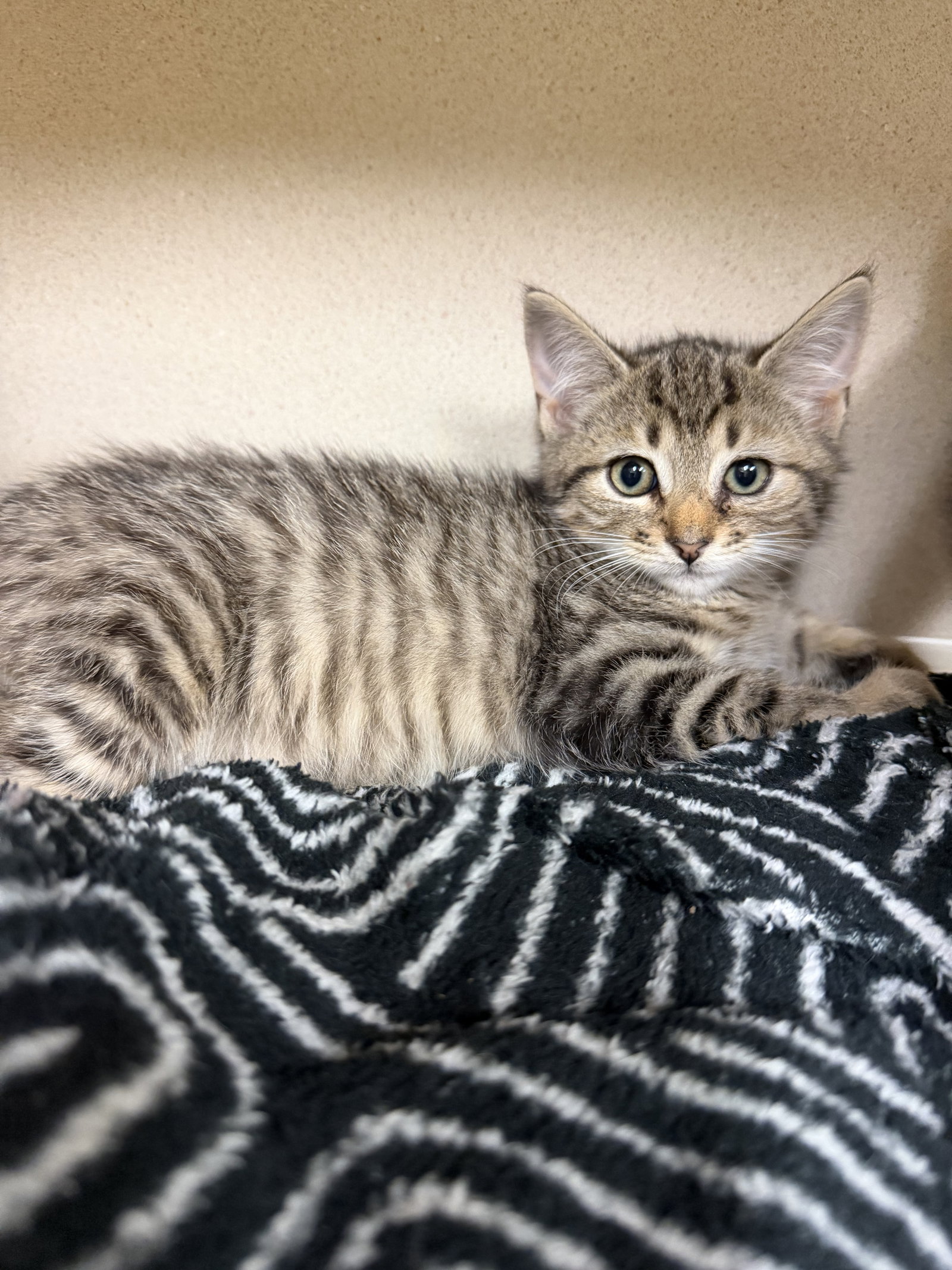 Sherman, Domestic Short Hair