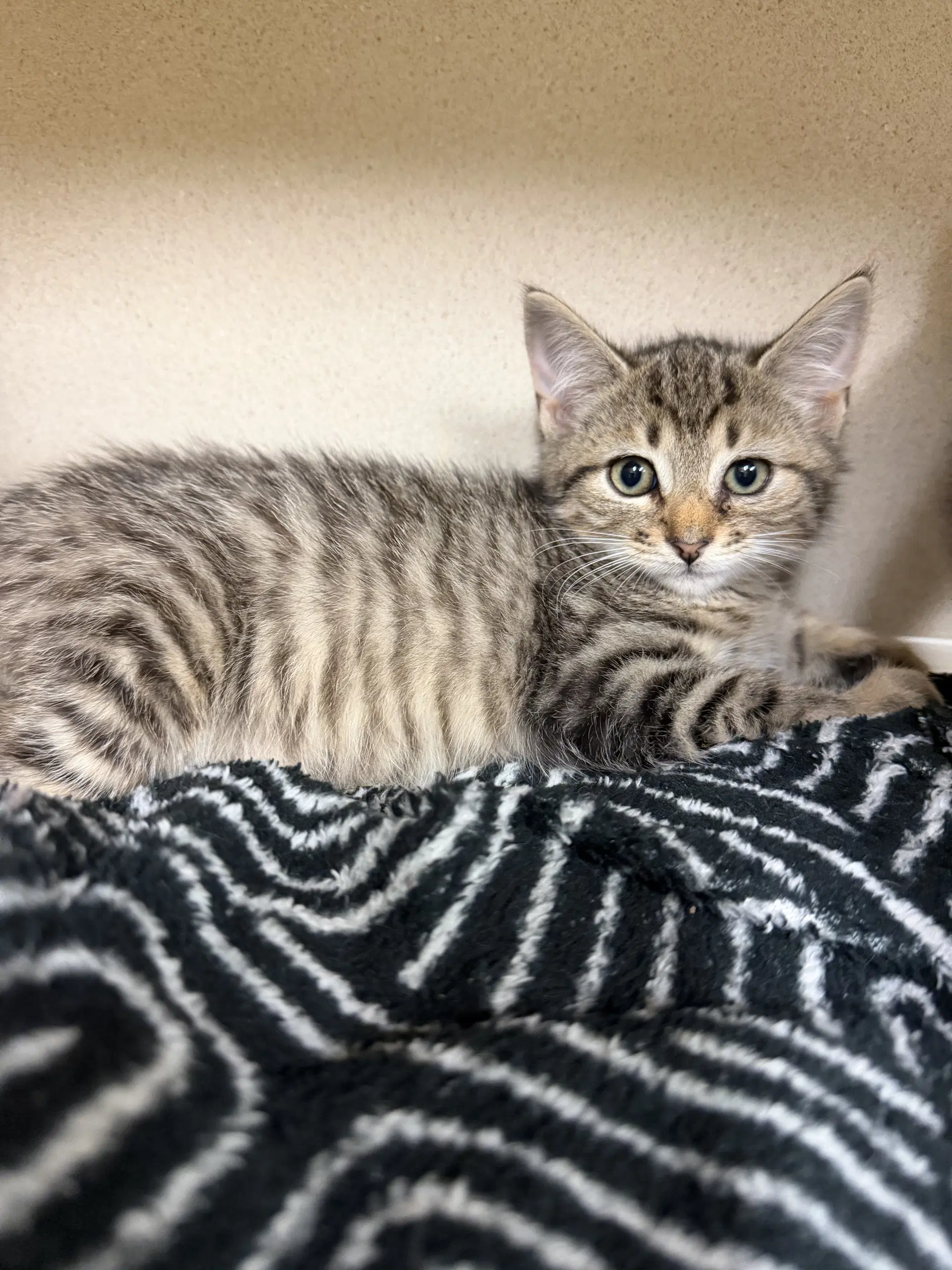 Sherman - Domestic Short Hair