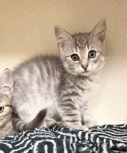 Shane, a cat for adoption from Animalkind Inc.