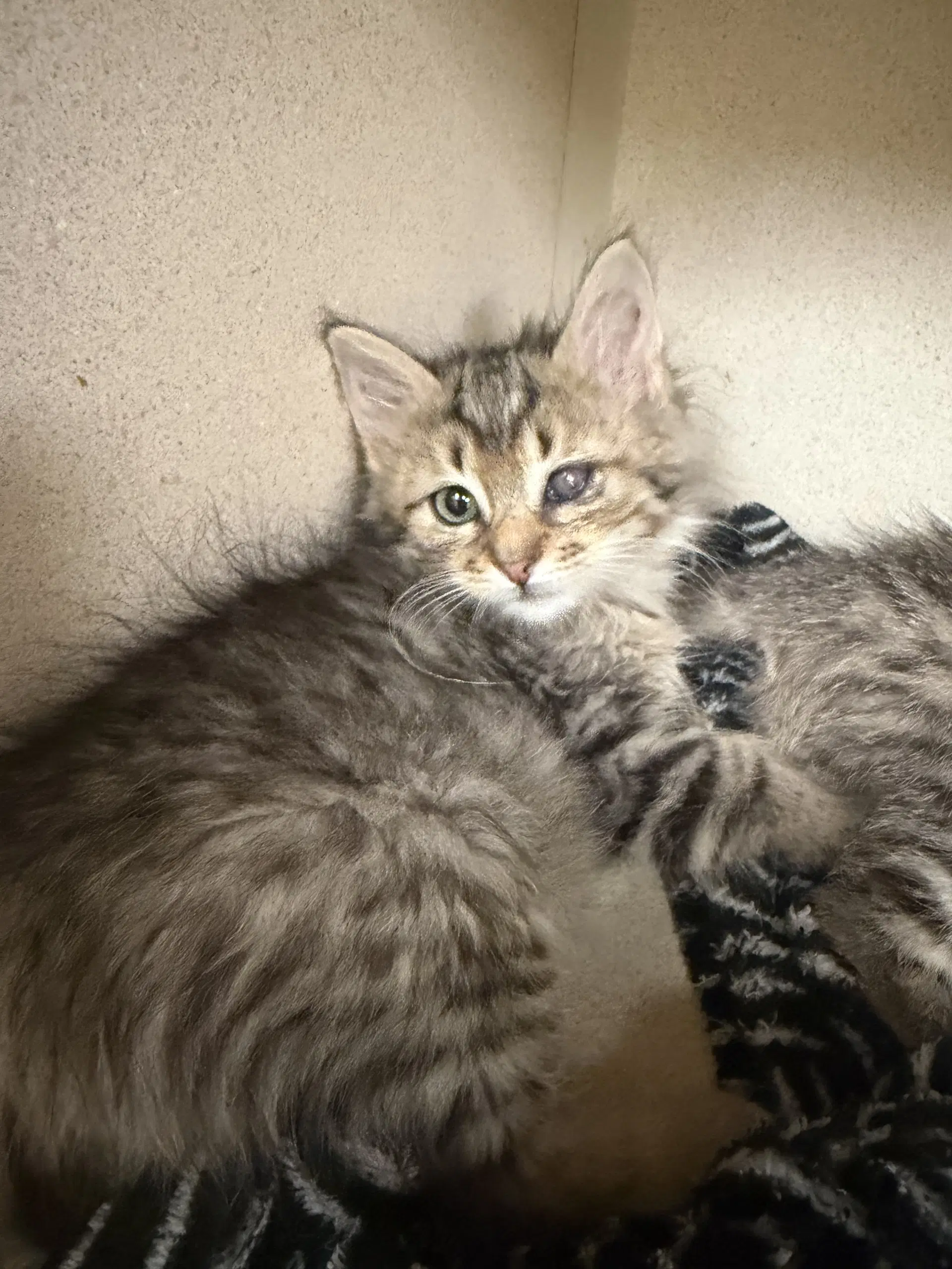 Sassy - Domestic Medium Hair