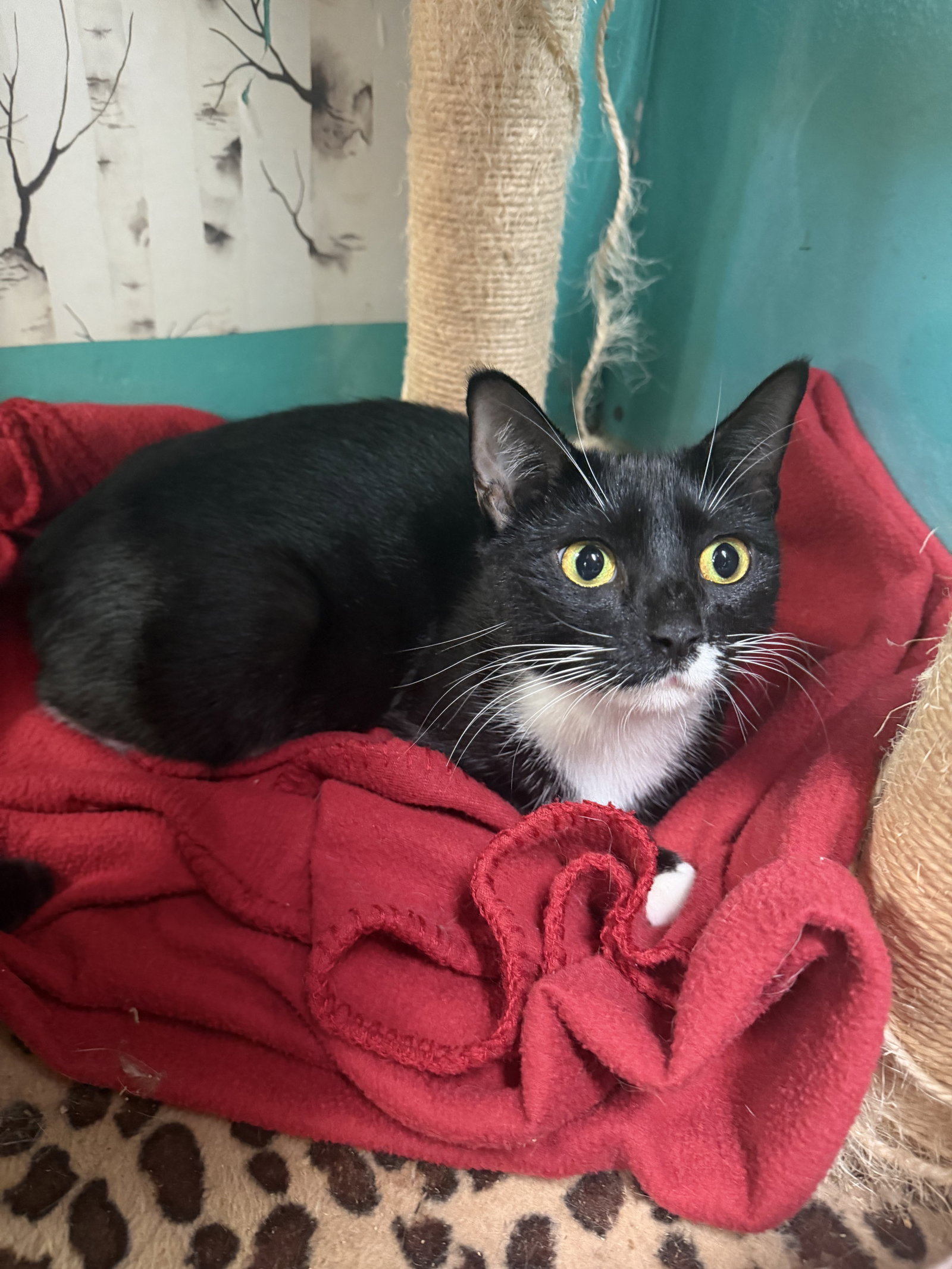 Denver, Domestic Short Hair