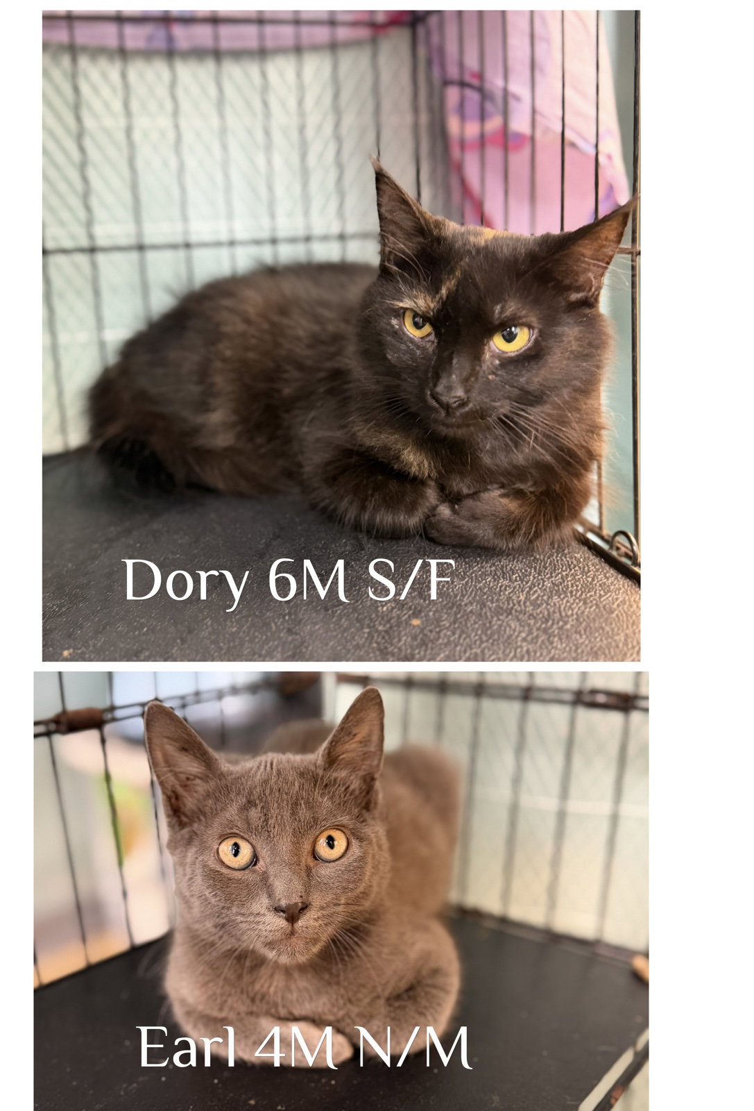Dory & Earl, Domestic Medium Hair