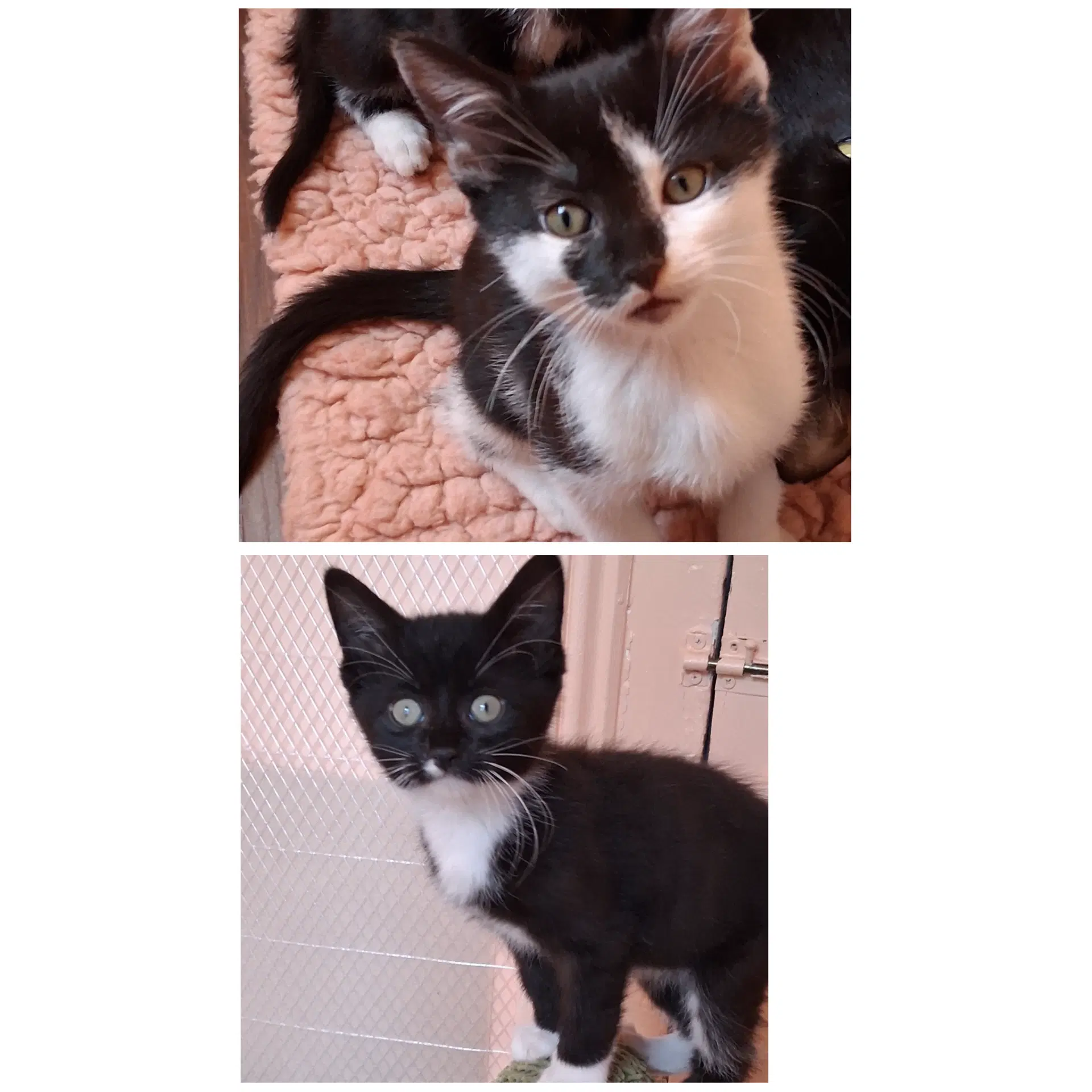 Vesper  Vern - Domestic Short Hair