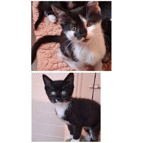 Vesper & Vern, a cat for adoption from Animalkind Inc.