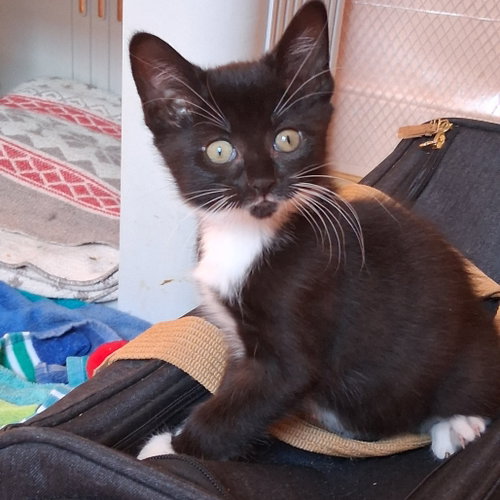 Velma & Vaughn, a cat for adoption from Animalkind Inc.