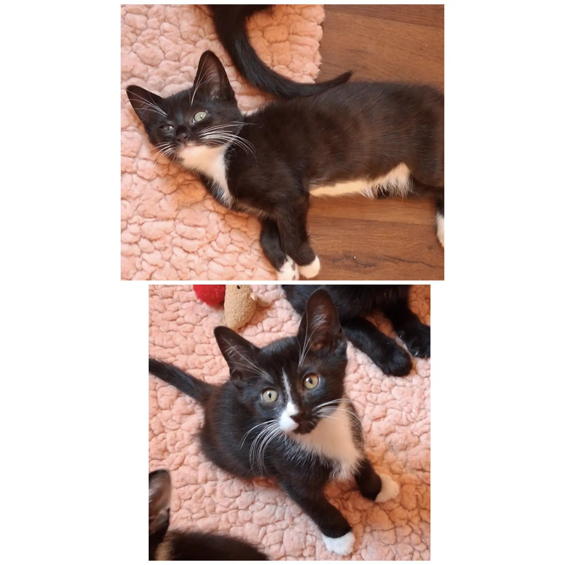 Van  Vale - Domestic Short Hair